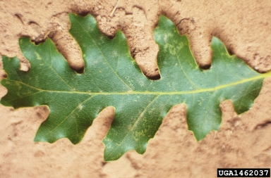 Gambel oak, Quercus gambelii  (Fagales: Fagaceae) - 1462037