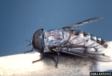 horse fly, Tabanus sulcifrons  (Diptera: Tabanidae) - 1465005