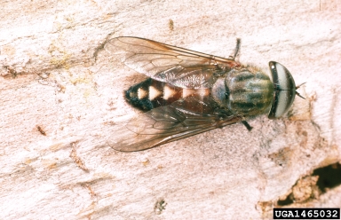 horse fly, Tabanus petiolatus  (Diptera: Tabanidae) - 1465032