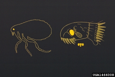 fleas,    (Siphonaptera: ) - 1466008