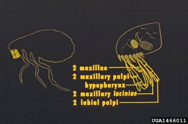 fleas,    (Siphonaptera: ) - 1466011