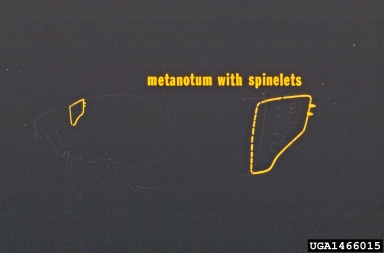 fleas,    (Siphonaptera: ) - 1466015