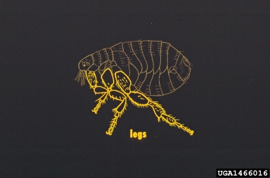 fleas,    (Siphonaptera: ) - 1466016