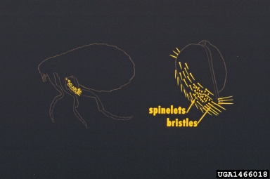 fleas,    (Siphonaptera: ) - 1466018