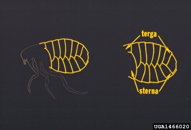 fleas,    (Siphonaptera: ) - 1466020