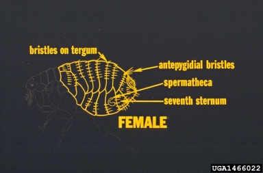 fleas,    (Siphonaptera: ) - 1466022