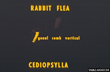 rabbit fleas, Spilopsyllus spp.  (Siphonaptera: Pulicidae) - 1466036