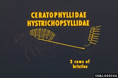 fleas,    (Siphonaptera: Pulicidae) - 1466044