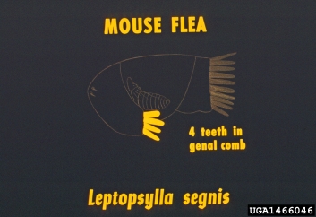 European mouse flea, Leptopsylla segnis  (Siphonaptera: Leptopsyllidae) - 1466046