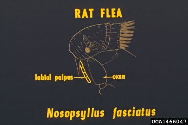 northern rat flea, Nosopsyllus fasciatus  (Siphonaptera: Ceratophyllidae) - 1466047