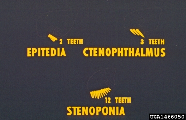fleas,    (Siphonaptera: Hystrichopsyllidae) - 1466050