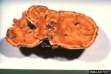 Tomentosus root disease (Onnia tomentosus ) on blue spruce (Picea pungens ) - 1467007