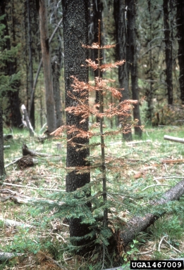 frost and winter injury (general) (  ) on fir (Abies spp. ) - 1467009