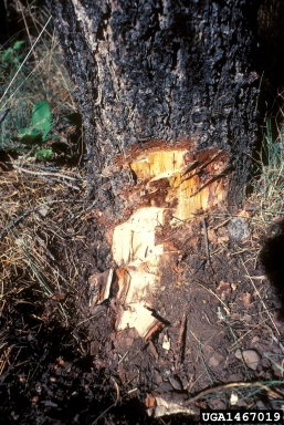 black stain root disease (Ophiostoma wageneri ) on two needle pinyon (Pinus edulis ) - 1467019
