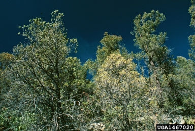 black stain root disease (Ophiostoma wageneri ) on two needle pinyon (Pinus edulis ) - 1467020