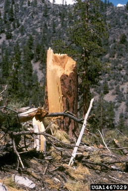 avalanches (  ) on ponderosa pine (Pinus ponderosa ) - 1467029