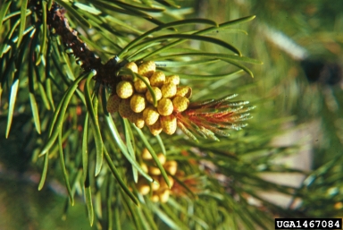 lodgepole pine, Pinus contorta  (Pinales: Pinaceae) - 1467084