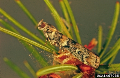 cone worms (Dioryctria spp. ) on Douglas-fir (Pseudotsuga menziesii ) - 1467085