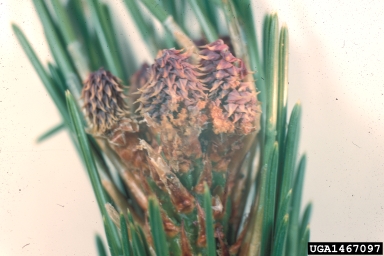 ponderosa pine coneworm (Dioryctria auranticella ) on ponderosa pine (Pinus ponderosa ) - 1467097