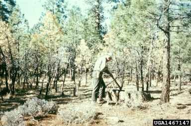 annosum root disease (Heterobasidion annosum ) on Jeffrey pine (Pinus jeffreyi ) - 1467147