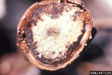 black stain root disease (Ophiostoma wageneri ) on ponderosa pine (Pinus ponderosa ) - 1467156