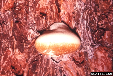 veiled polypore (Cryptoporus volvatus ) on sugar pine (Pinus lambertiana ) - 1467169