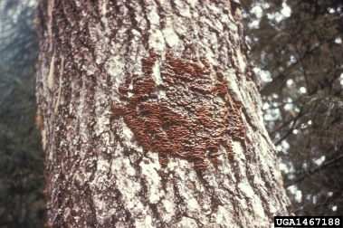 red heart of pine (Phellinus pini ) on white fir (Abies concolor ) - 1467188