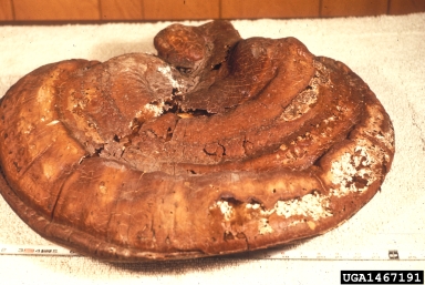 artist's conk, Ganoderma applanatum  (Polyporales: Ganodermataceae) - 1467191