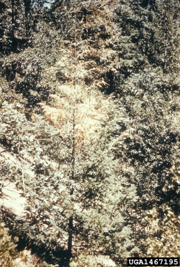 drought (  ) on incense-cedar (Calocedrus decurrens ) - 1467195