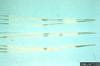 herbicides (general) (  ) on ponderosa pine (Pinus ponderosa ) - 1467208