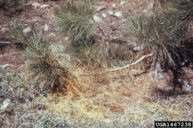dodder (Cuscuta spp. ) on Jeffrey pine (Pinus jeffreyi ) - 1467238