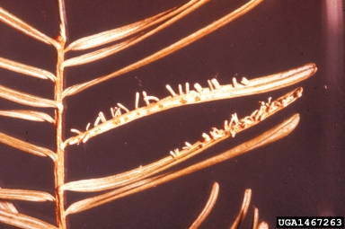 needle rust (Pucciniastrum goeppertianum ) on white fir (Abies concolor ) - 1467263