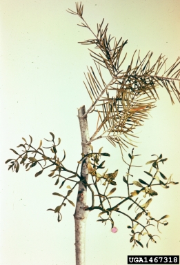 mistletoes (Phoradendron spp. ) on white fir (Abies concolor ) - 1467318