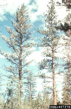 Medusa needle blight (Davisomycella medusa ) on ponderosa pine (Pinus ponderosa ) - 1467378