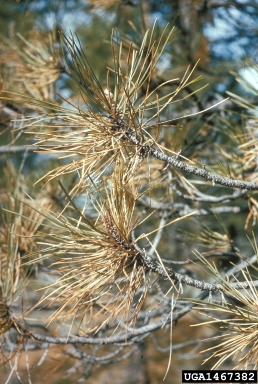 Medusa needle blight (Davisomycella medusa ) on Jeffrey pine (Pinus jeffreyi ) - 1467382