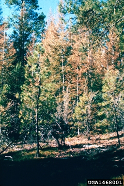 Douglas-fir tussock moth (Orgyia pseudotsugata ) on grand fir (Abies grandis ) - 1468001