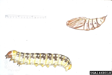 western spruce budworm, Choristoneura freemani  (Lepidoptera: Tortricidae) - 1468018