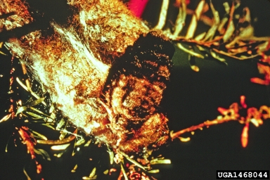 Douglas-fir tussock moth, Orgyia pseudotsugata  (Lepidoptera: Lymantriidae) - 1468044