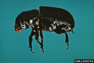 mountain pine beetle, Dendroctonus ponderosae  (Coleoptera: Curculionidae) - 1468064