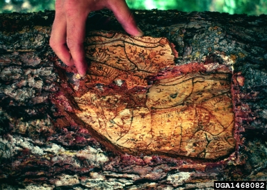 Ips engraver beetles (Ips spp. ) on spruce (Picea spp. ) - 1468082