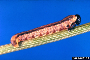 pinyon sawfly (Neodiprion edulicolus ) on two needle pinyon (Pinus edulis ) - 1468112