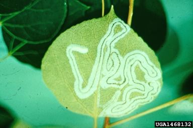 aspen leafminer (Phyllocnistis populiella ) on aspen/poplar (Populus spp. ) - 1468132