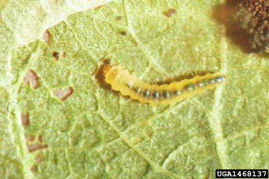 leaf blotch miners (Phyllonorycter spp. ) on Fremont cottonwood (Populus fremontii ) - 1468137