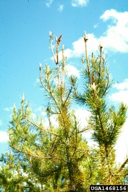lodgepole sawfly (Neodiprion burkei ) on lodgepole pine (Pinus contorta ) - 1468156