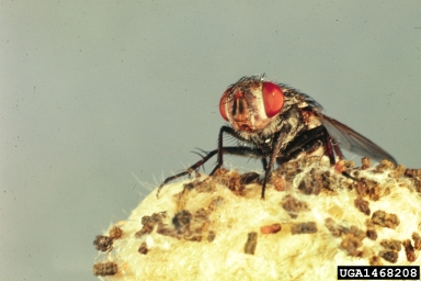 Tachinid flies (  ) on southwestern tent caterpillar (Malacosoma incurvum ) - 1468208