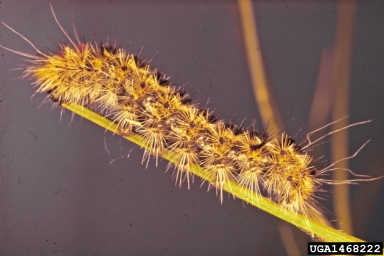 tiger moth (Lophocampa ingens ) on ponderosa pine (Pinus ponderosa ) - 1468222