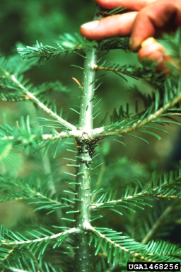 giant conifer aphids, Cinara spp.  (Hemiptera: Aphididae) - 1468256