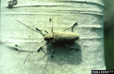 poplar borer, Saperda calcarata  (Coleoptera: Cerambycidae) - 1468277