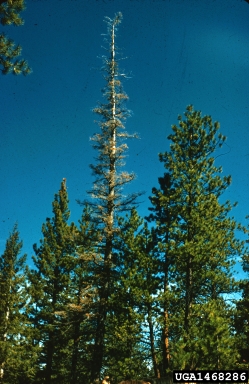 white fir needleminer (Epinotia meritana ) on white fir (Abies concolor ) - 1468286