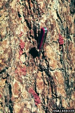 western pine beetle (Dendroctonus brevicomis ) on ponderosa pine (Pinus ponderosa ) - 1468339